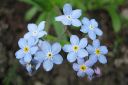 Puistolemmikki2C_Myosotis_scorpioides_IMG_0053.jpg