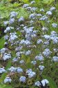 Tiedostonimi=Puistolemmikki2C_Myosotis_scorpioides_IMG_2924.jpg
Tiedostokoko=93kt
Koko=400x600
Lisätty=11.03.2011 Puistolemmikki2C_Myosotis_scorpioides_IMG_2924.jpg