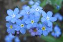 Puistolemmikki2C_Myosotis_scorpioides_IMG_9499.jpg