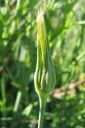 Pukinparta2C_Tragopogon_pratensis_IMG_7590.jpg