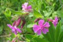 Puna-ailakki2C_Silene_dioica_IMG_2315.jpg