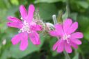 Puna-ailakki2C_Silene_dioica_IMG_8910.jpg