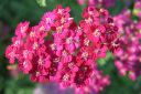 Punakarsamo2C_Achillea_millefolium_IMG_0060.jpg