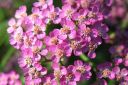 Punakarsamo2C_Achillea_millefolium_IMG_0061.jpg