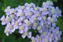 Punakarsamo2C_Achillea_millefolium_IMG_7141.jpg