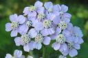 Punakarsamo2C_Achillea_millefolium_IMG_7142.jpg