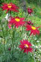 Punapietaryrtti2C_Tanacetum_coccineum_IMG_1410.jpg