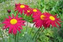 Punapietaryrtti2C_Tanacetum_coccineum_IMG_2004.jpg