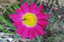 Punapietaryrtti2C_Tanacetum_coccineum_IMG_3464.jpg