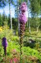 Punatahka2C_Liatris_spicata_IMG_0558.jpg