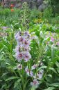 Purppuratulikukka2C_Verbascum_phoeniceum_IMG_0212.jpg