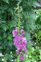 Purppuratulikukka2C_Verbascum_phoeniceum_IMG_0220.jpg