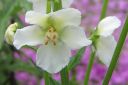 Purppuratulikukka2C_Verbascum_phoeniceum_IMG_0528.jpg