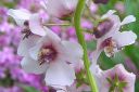 Purppuratulikukka2C_Verbascum_phoeniceum_IMG_0529.jpg