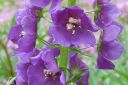 Purppuratulikukka2C_Verbascum_phoeniceum_IMG_0530.jpg