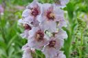 Purppuratulikukka2C_Verbascum_phoeniceum_IMG_0531.jpg