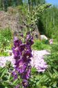 Purppuratulikukka2C_Verbascum_phoeniceum_IMG_1944.jpg