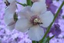 Purppuratulikukka2C_Verbascum_phoeniceum_IMG_2454.jpg