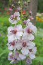 Purppuratulikukka2C_Verbascum_phoeniceum_IMG_2760.jpg