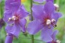 Purppuratulikukka2C_Verbascum_phoeniceum_IMG_2761.jpg