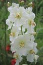 Purppuratulikukka2C_Verbascum_phoeniceum_IMG_2762.jpg