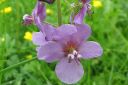 Purppuratulikukka2C_Verbascum_phoeniceum_IMG_5960.jpg