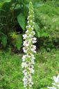 Ranskantulikukka2C_Verbascum_chaixii__Album__IMG_6527.jpg