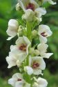 Ranskantulikukka2C_Verbascum_chaixii__Album__IMG_6528.jpg