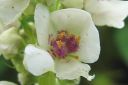 Ranskantulikukka2C_Verbascum_chaixii__Album__IMG_6529.jpg