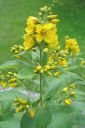 Ranta-alpi2C_Lysimachia_vulgaris_IMG_5175.jpg