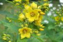 Ranta-alpi2C_Lysimachia_vulgaris_IMG_5176.jpg