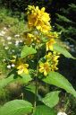 Ranta-alpi2C_Lysimachia_vulgaris_IMG_5343.jpg