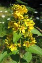 Ranta-alpi2C_Lysimachia_vulgaris_IMG_5647.jpg