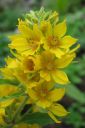 Ranta-alpi2C_Lysimachia_vulgaris_IMG_6971.jpg