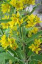 Ranta-alpi2C_Lysimachia_vulgaris_IMG_6972.jpg