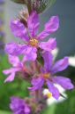 Rantakukka2C_Lythrum_salicaria_IMG_5180.jpg