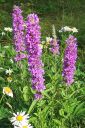 Rantakukka2C_Lythrum_salicaria_IMG_6593.jpg