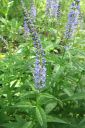 Rantatadyke2C_Veronica_longifolia_IMG_7523.jpg