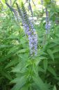 Rantatadyke2C_Veronica_longifolia_IMG_7524.jpg