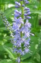 Tiedostonimi=Rantatadyke2C_Veronica_longifolia_IMG_7525.jpg
Tiedostokoko=58kt
Koko=400x600
Lisätty=11.03.2011 Rantatadyke2C_Veronica_longifolia_IMG_7525.jpg