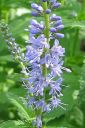 Rantatadyke2C_Veronica_longifolia_IMG_7525.jpg