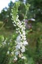 Rantatadyke2C_Veronica_longifolia__Alba__IMG_5507.jpg