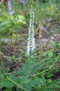 Rantatadyke2C_Veronica_longifolia__Alba__IMG_8227.jpg