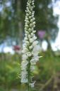 Rantatadyke2C_Veronica_longifolia__Alba__IMG_8231.jpg