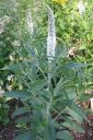 Rantatadyke2C_Veronica_longifolia__Alba__IMG_9834.jpg