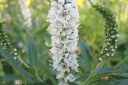 Rantatadyke2C_Veronica_longifolia__Alba__IMG_9836.jpg