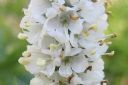 Rantatadyke2C_Veronica_longifolia__Alba__IMG_9837.jpg