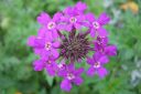 Rautayrtti2C_Verbena_sp_IMG_2334.jpg