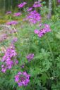 Rautayrtti2C_Verbena_sp_IMG_2336.jpg