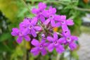 Rautayrtti2C_Verbena_sp_IMG_5987.jpg